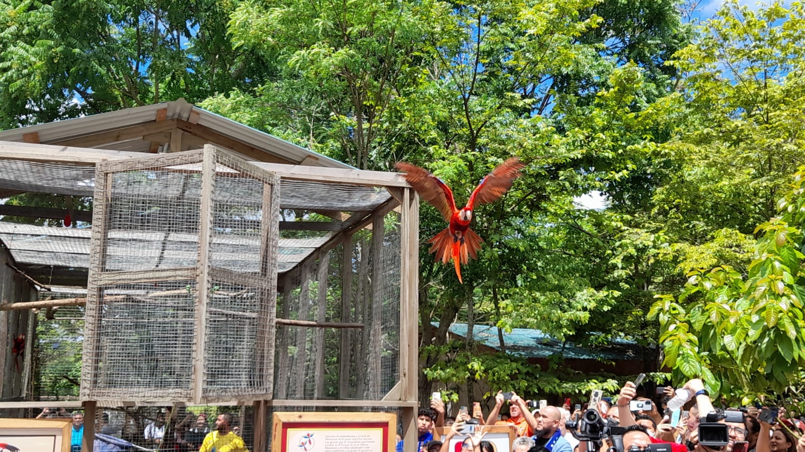 Macaw Mountain realizará la próxima liberación de guacamayas en junio