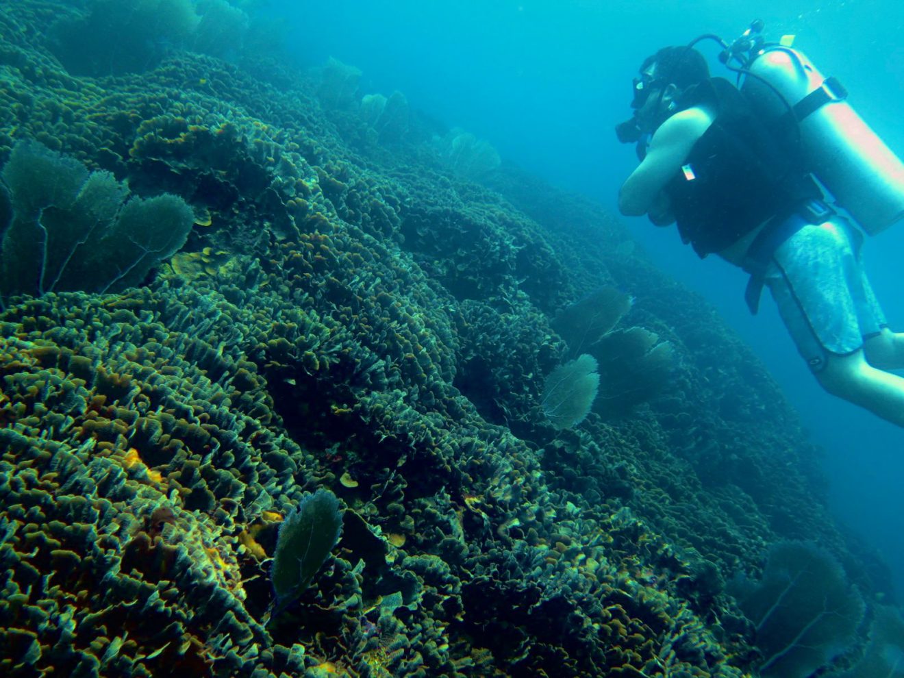 Oceanógrafa Julie Berwald viajó a Tela, Honduras para hacer una nota