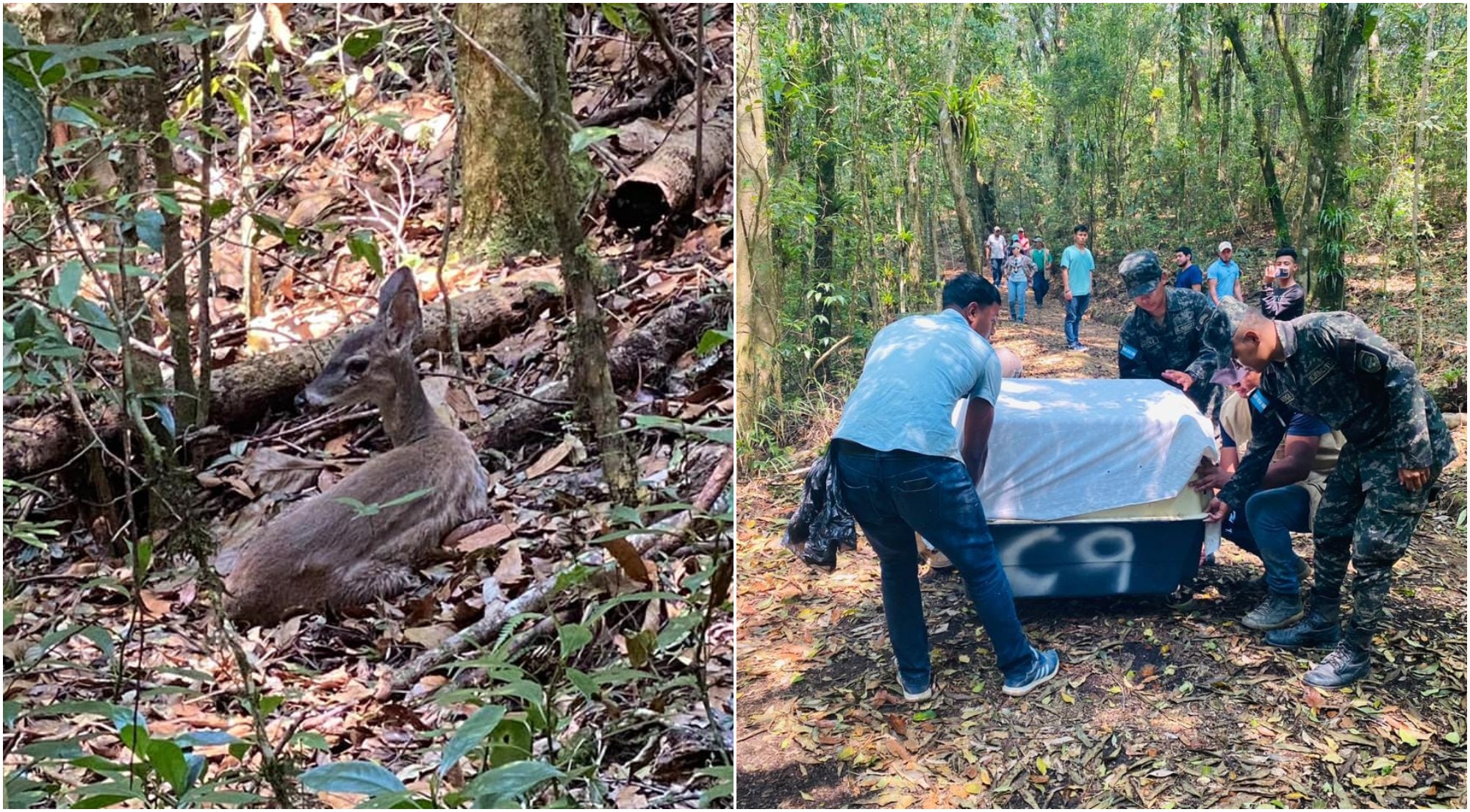 Liberan venado rescatado en incendio forestal en Tegucigalpa