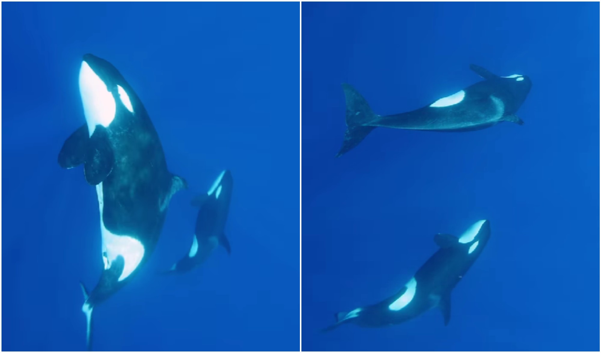 Dos orcas son vistas nadando en la Bahía de Roatán