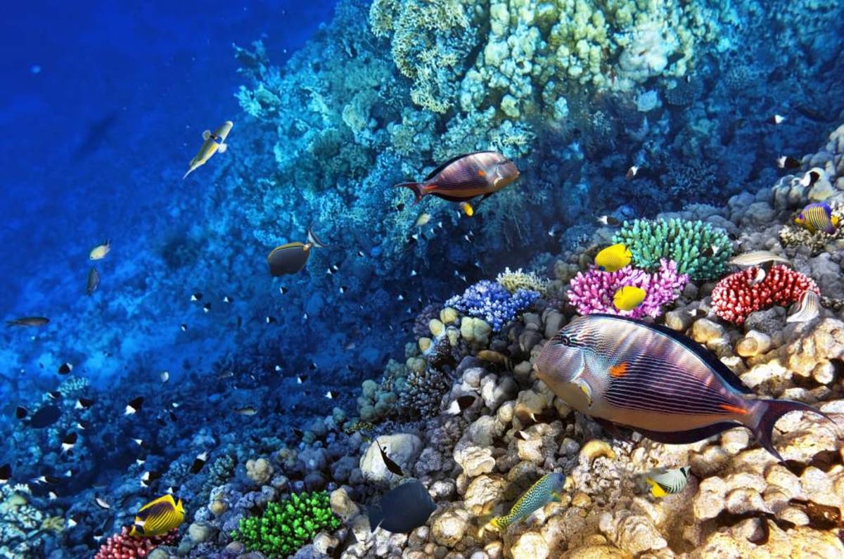 Arrecife de Coral en Roatán presenta una mejoría del 65%
