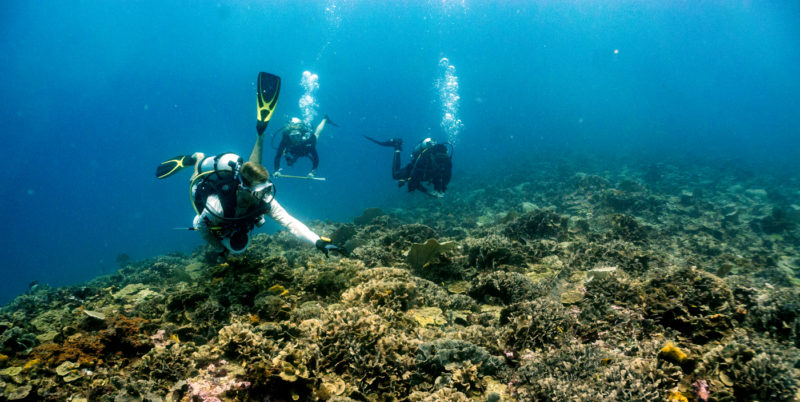 Buceo y Snorkel, actividades que ofrece Tela Marine