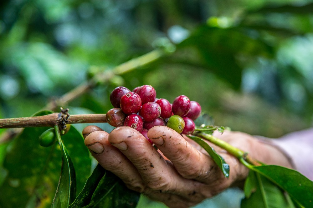 Café hondureño es aprobado para ser exportado a China