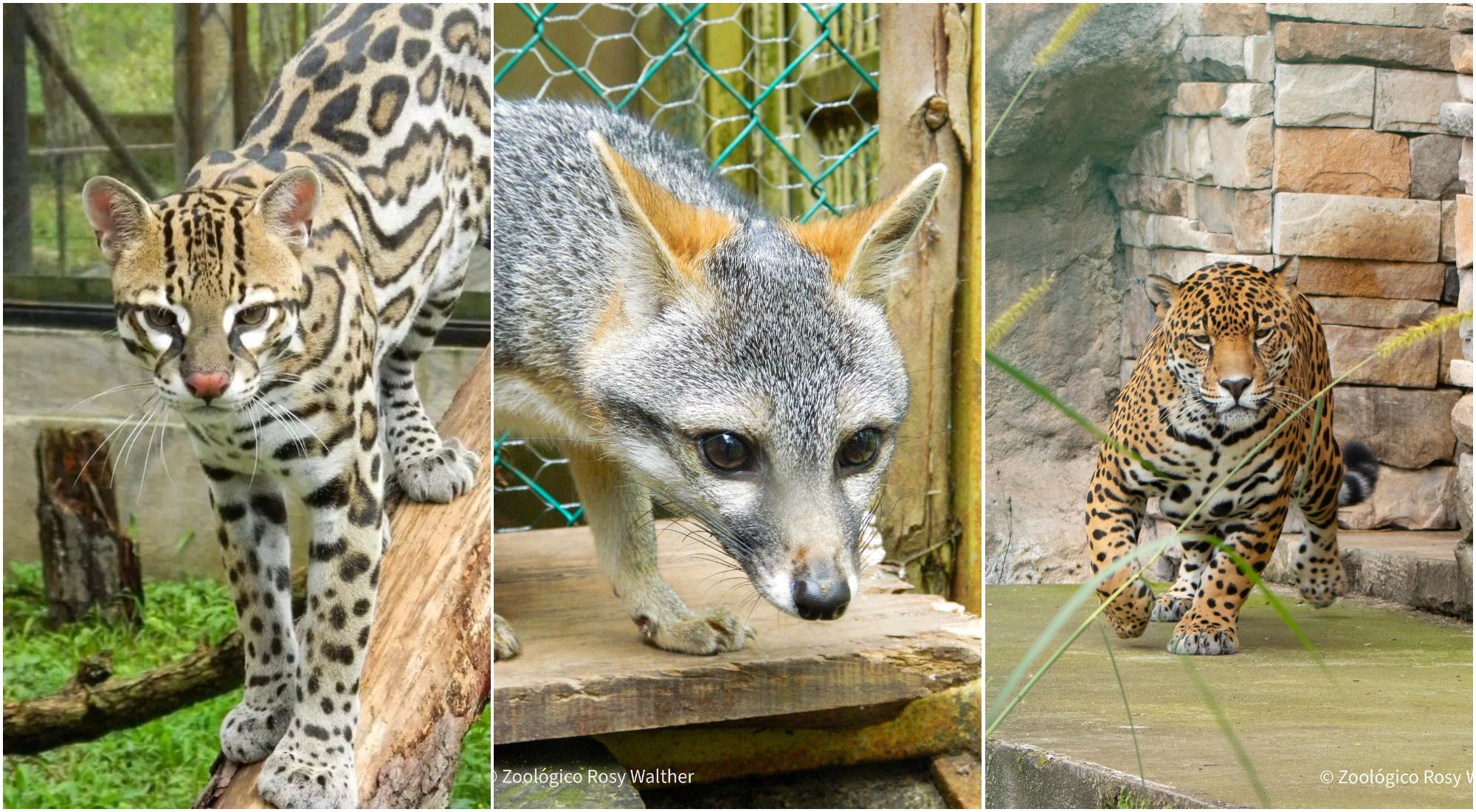 El zoológico Rosy Walther invita a su noche benéfica