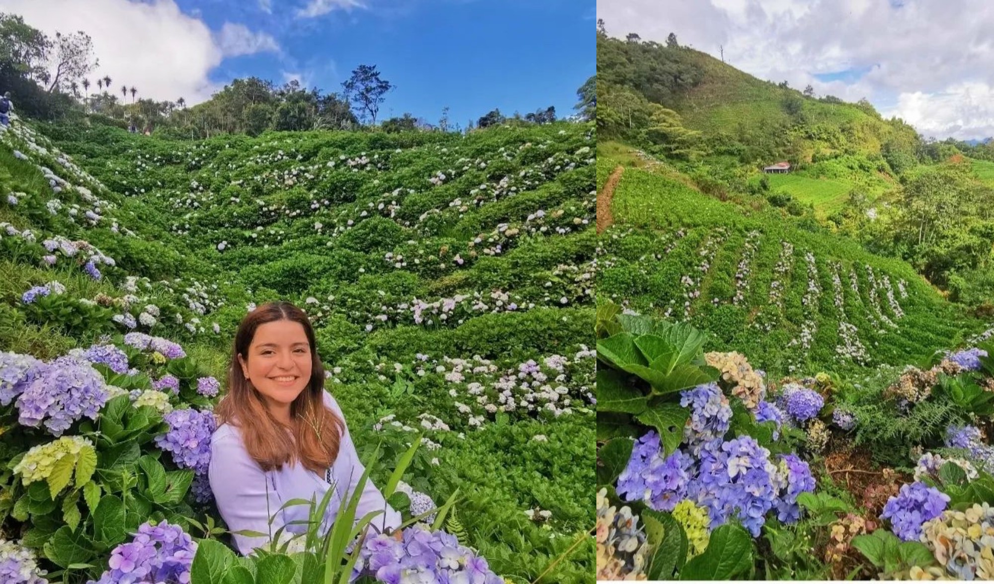 Explora la Plantanción de Hortensias en San Pedro Sula