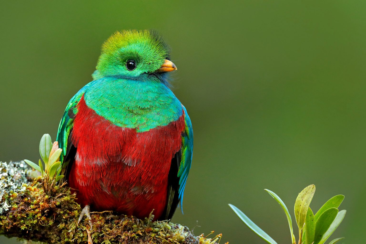 El Quetzal El Ave Que Embellece Los Bosques Nublados De Honduras el-quetzal-el-ave-que-embellece-los-bosques-nublados-de-honduras