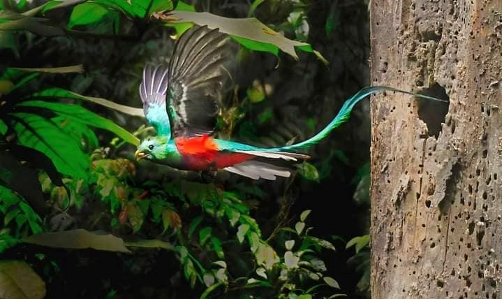 El Quetzal, el ave que embellece los bosques nublados de Honduras