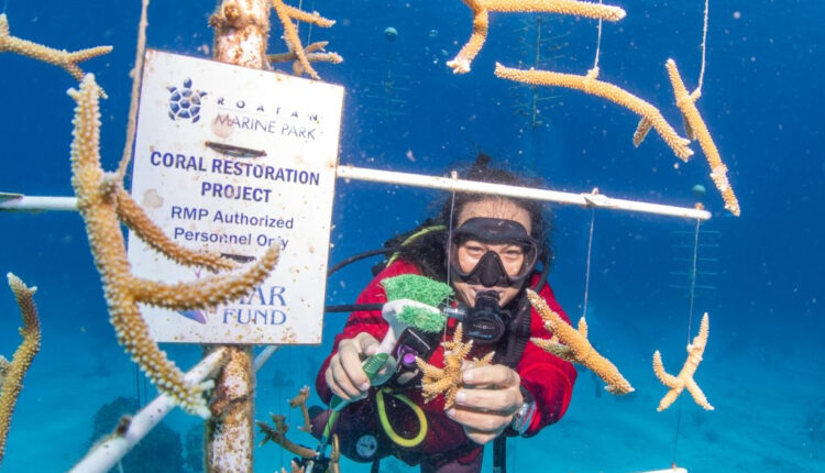 Roatán Marine Park crea «Proyecto de Restauración de Coral»