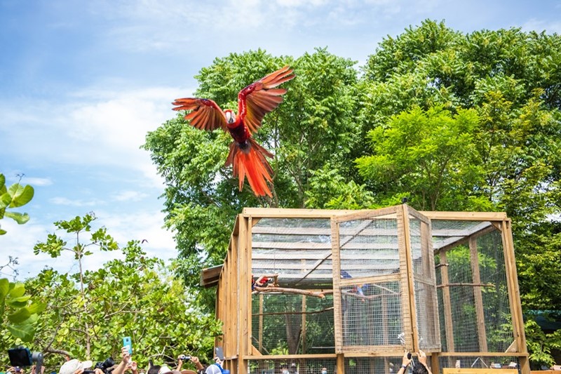 Guacamaya Fest, un evento que fomenta la identidad nacional