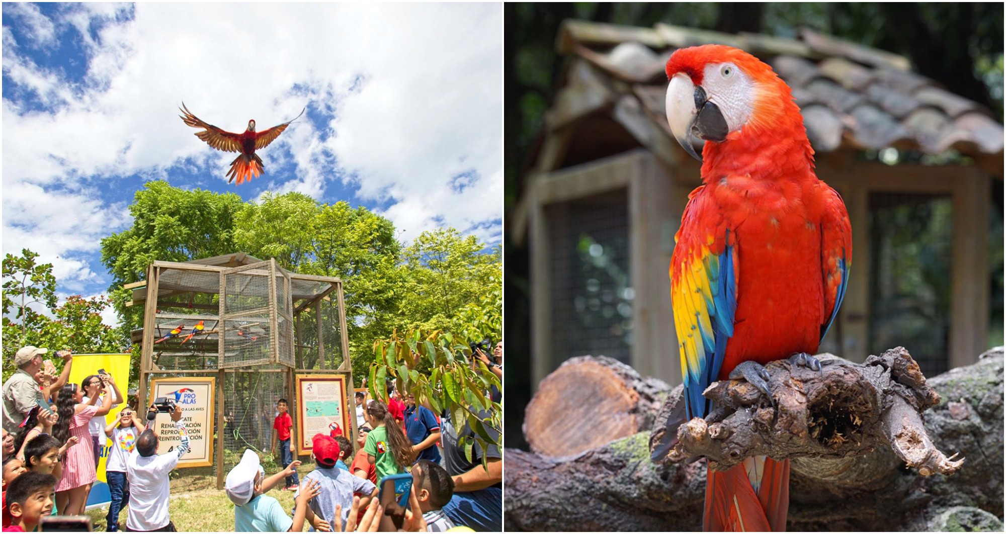 La Décima Liberación de Guacamayas será este 25 de junio