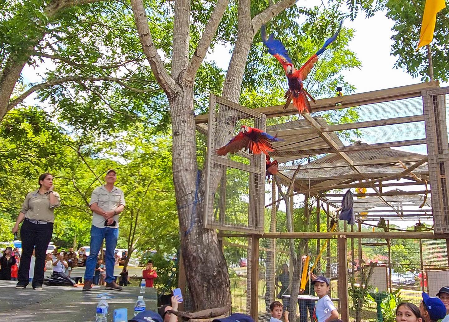 Macaw Mountain llevó a cabo con éxito la liberación de guacamayas