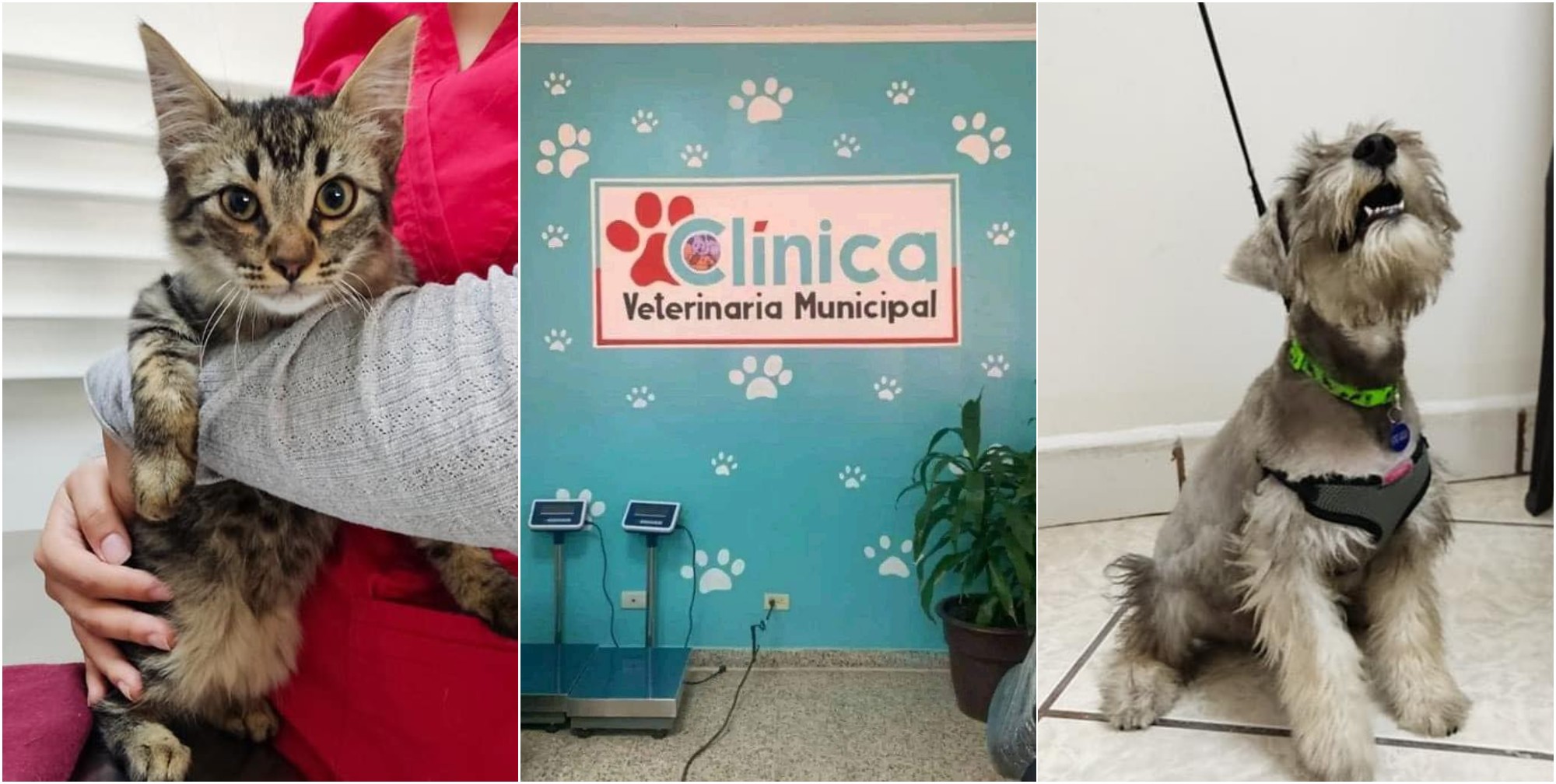 Inauguran Clínica Veterinaria Municipal gratuita en Tegucigalpa