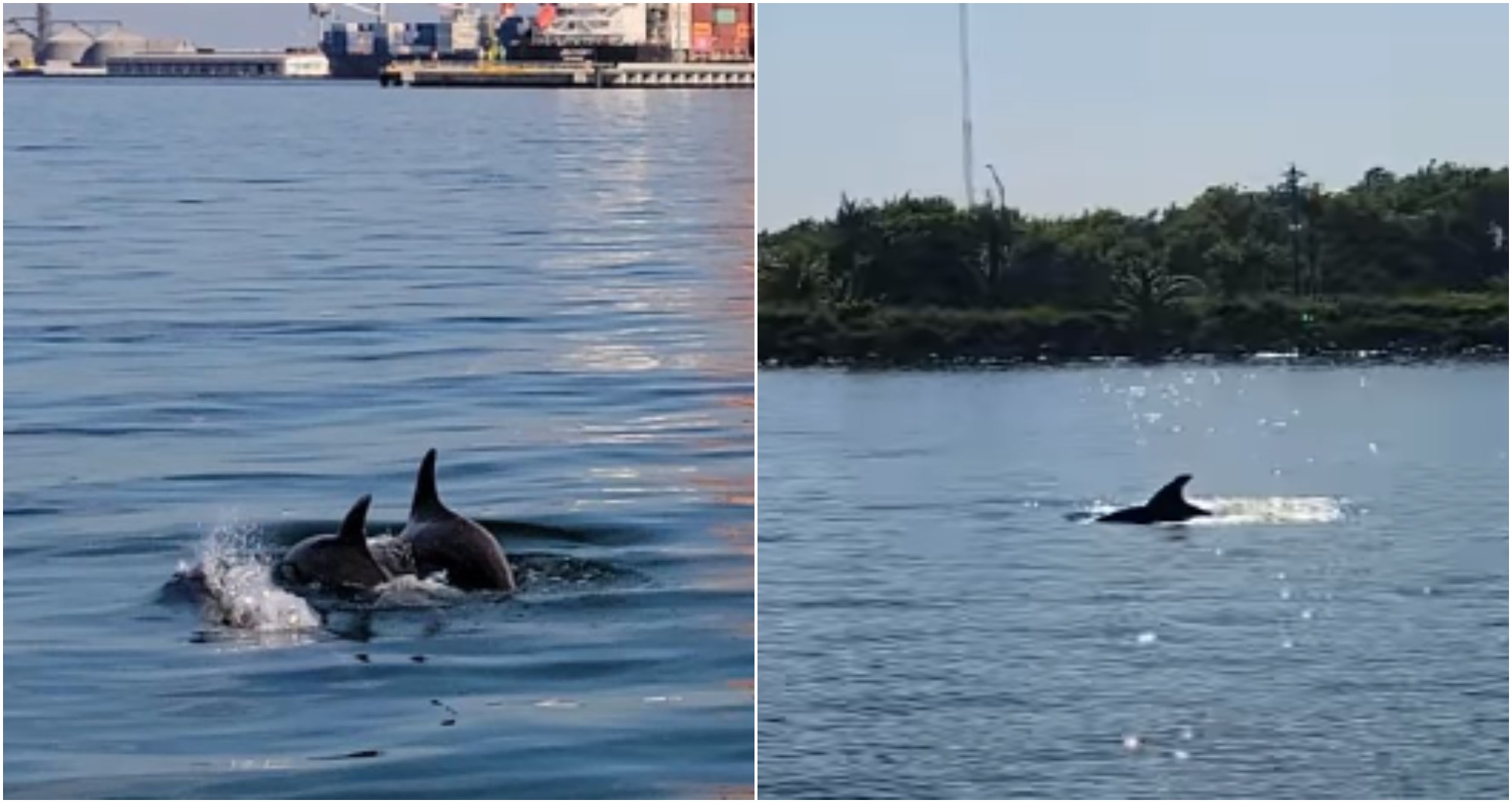 Avistan un grupo de delfines nadando en Puerto Cortés, Honduras