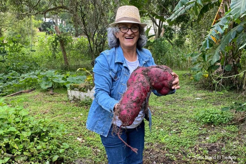 Familia hondureña cultiva un camote de 12.8 libras en Siguatepeque
