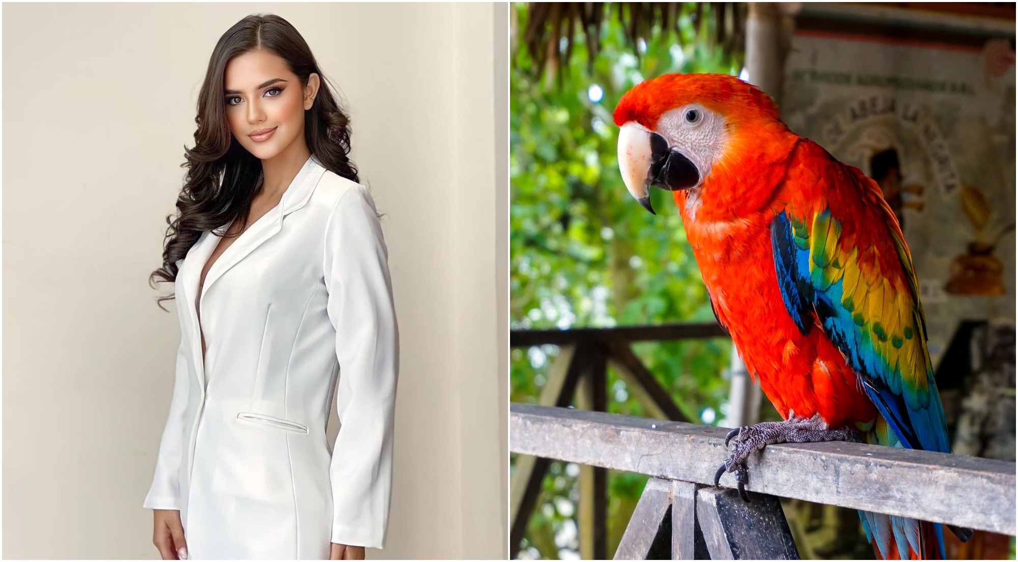 El traje típico de Miss Honduras rendirá homenaje a la guacamaya en Miss Universo