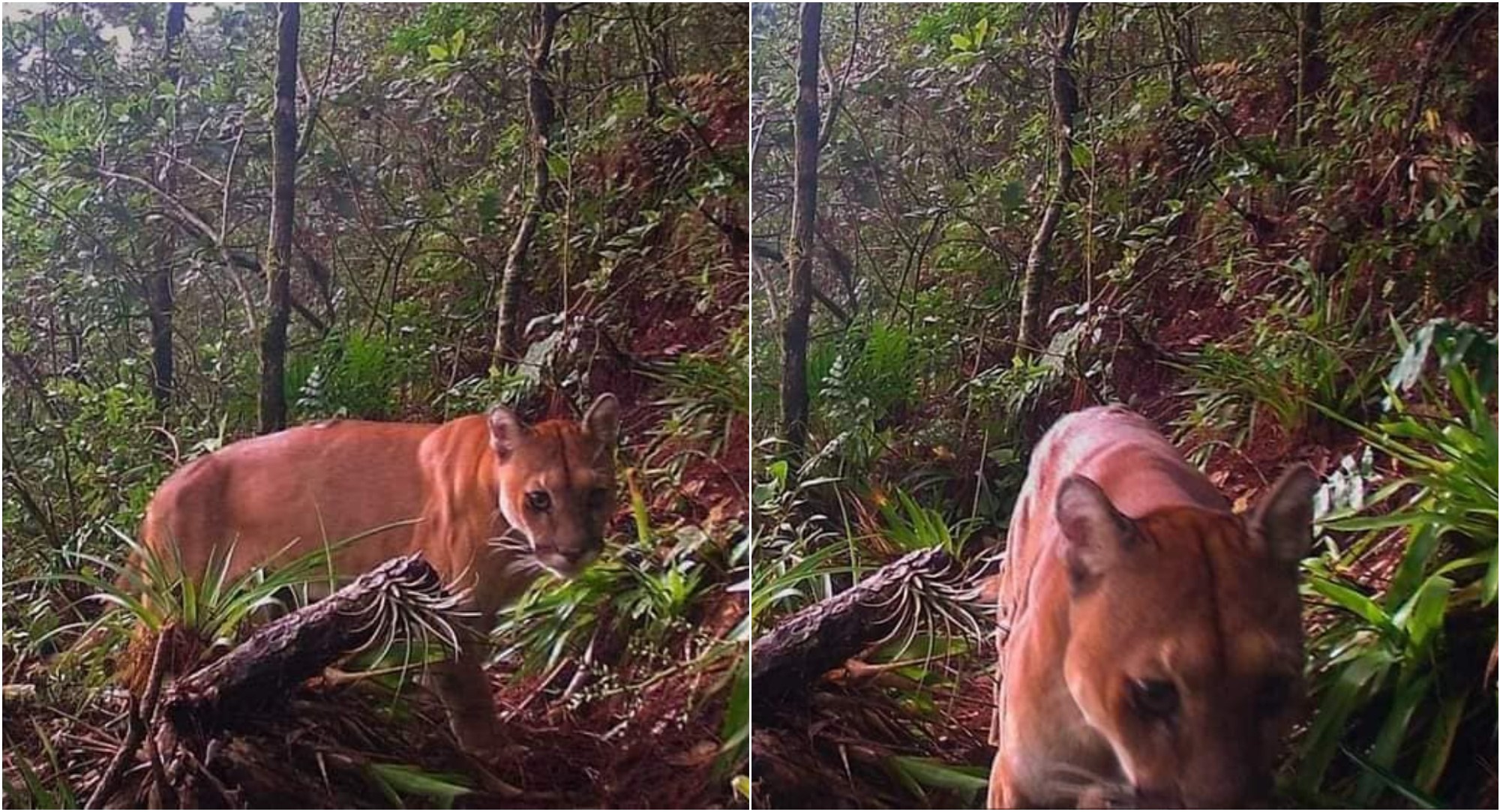 Cámara trampa capta por primera vez un puma en el Parque Nacional Botija