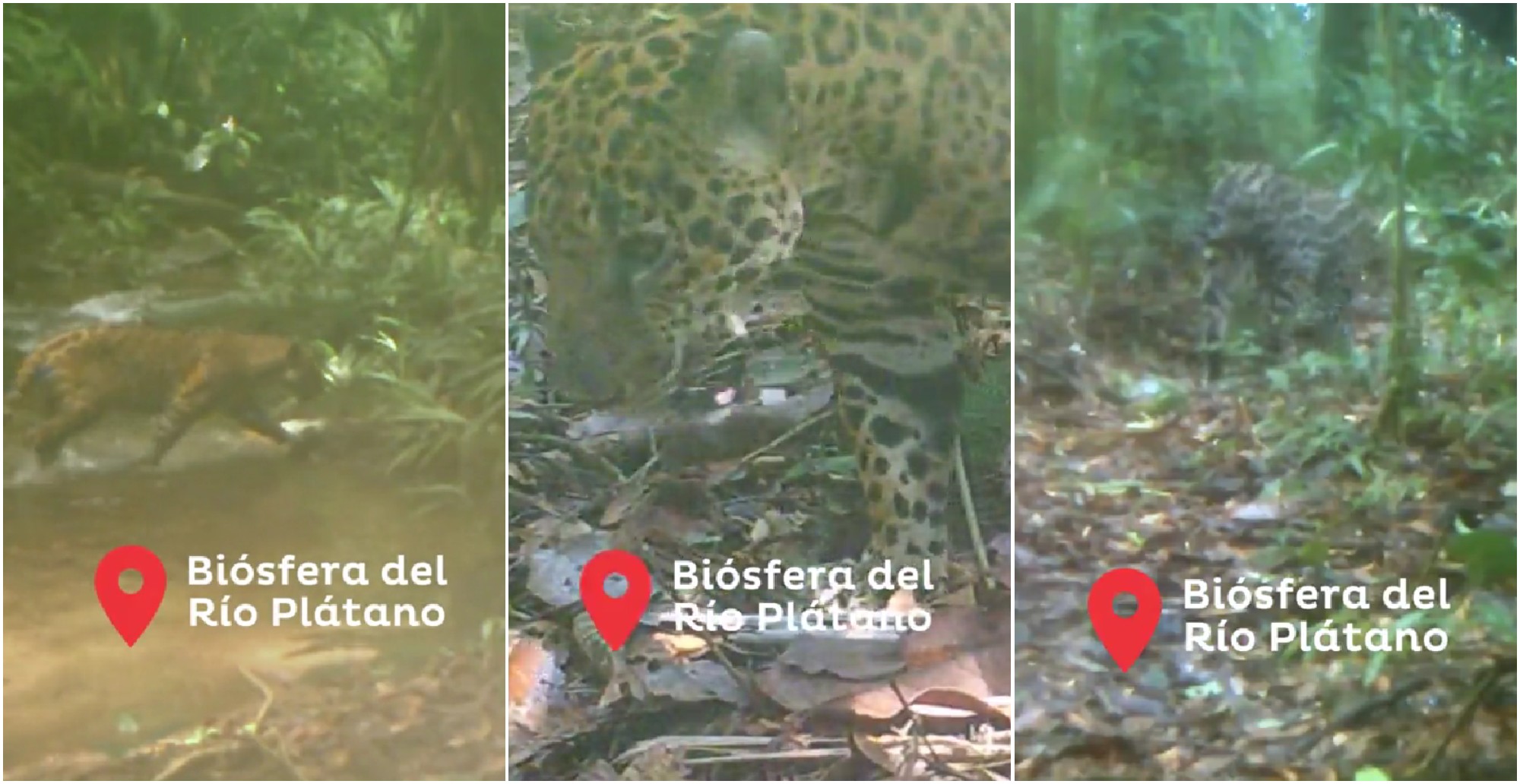 Captan asombrosas imágenes de jaguares en el río Plátano