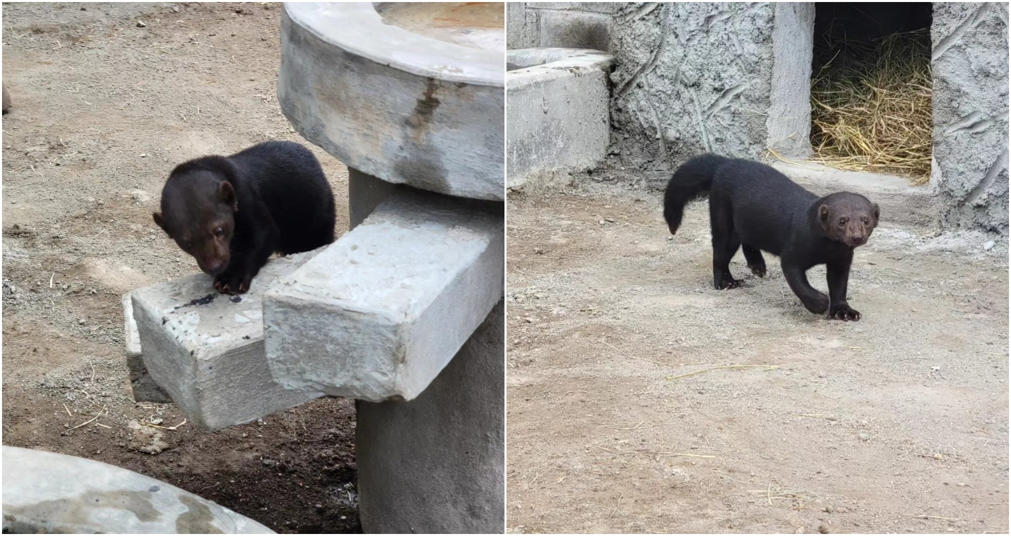 «Ori», el nuevo cadejo del Zoológico Rosy Walther