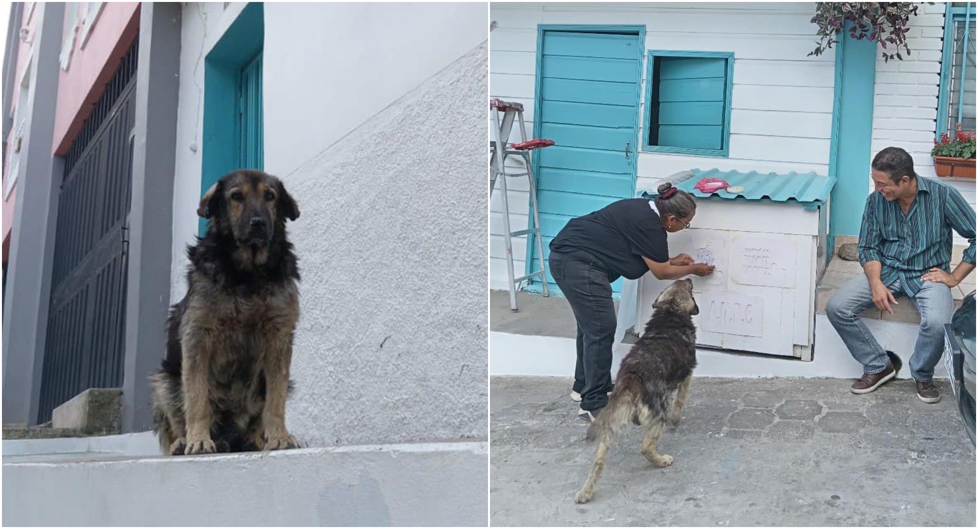 Peluche, el perrito que cuida el Barrio Morazán recibió una casa nueva