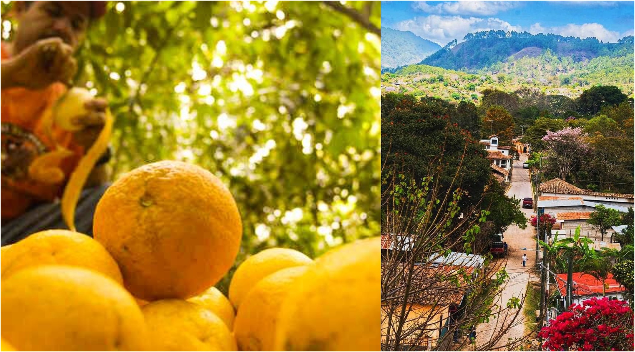 Festival de la Naranja Güinopeña