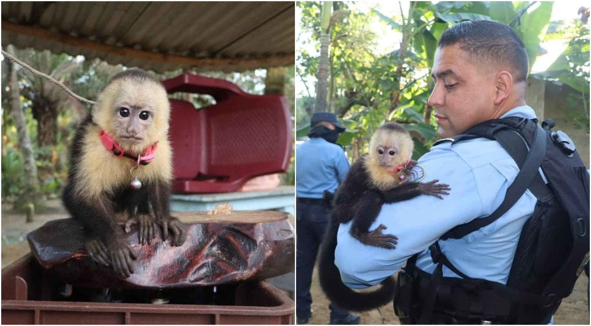 Rescatan un mono carablanca en peligro de extinción en La Ceiba