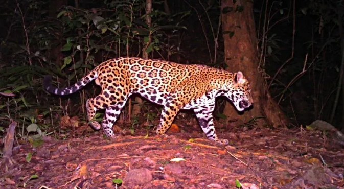 Instituto de Conservación Forestal (ICF) descubre población de jaguares en Honduras