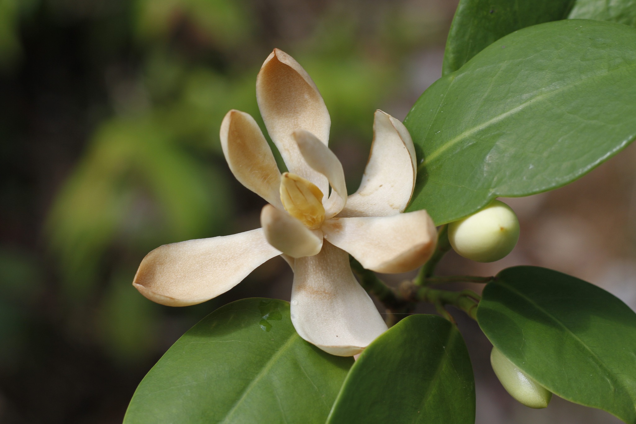 Descubren una nueva especie de magnolia en el Parque Nacional Pico Bonito