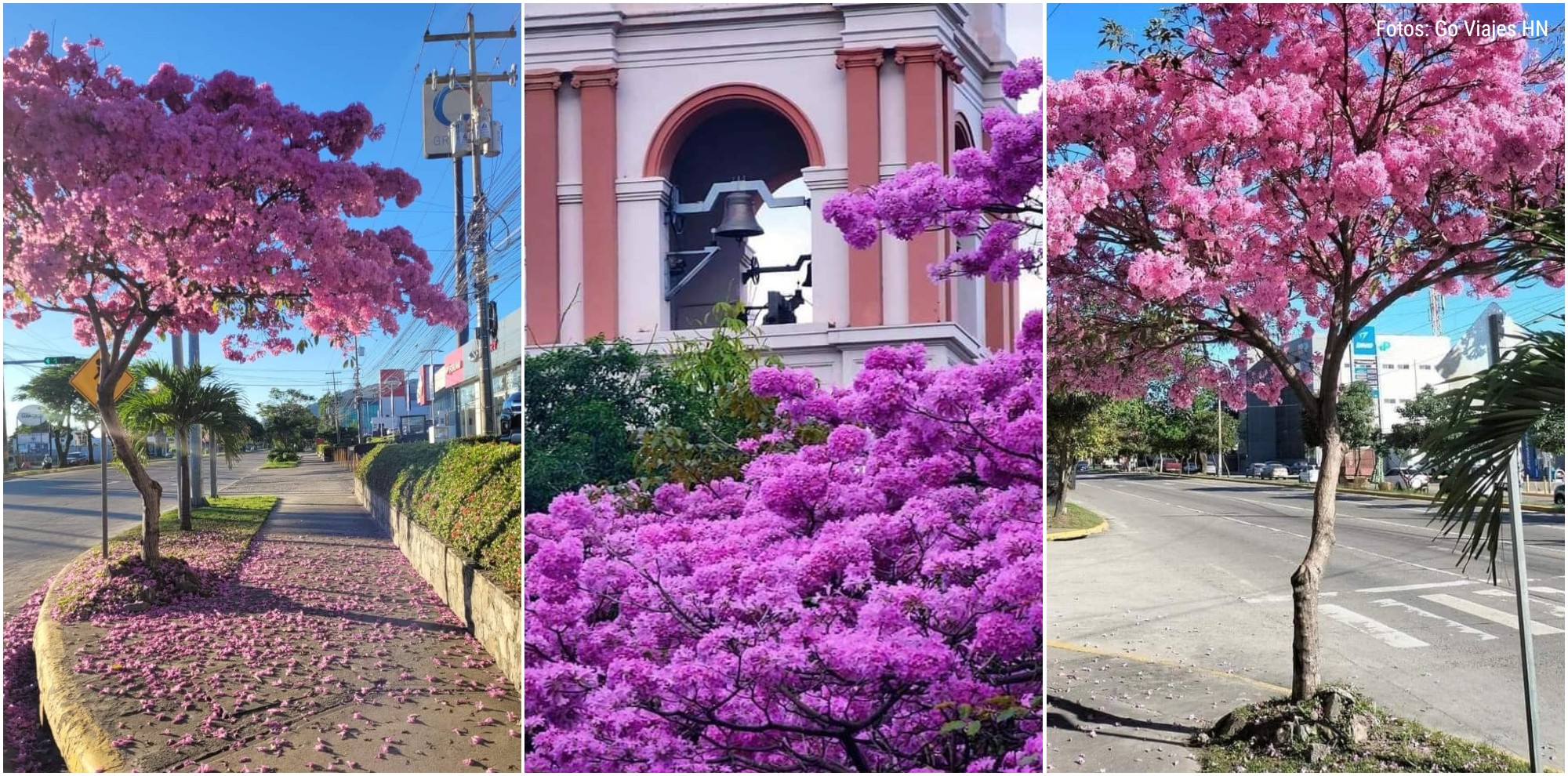 Macuelizos comienzan a adornar las calles de San Pedro Sula