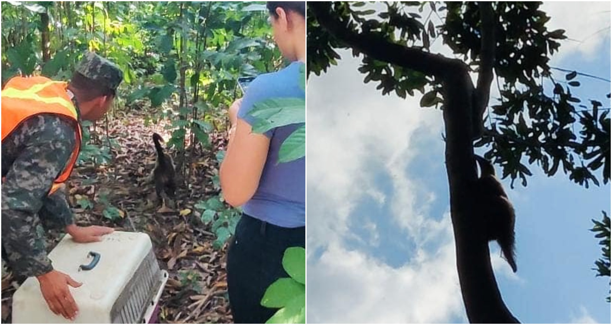 Fuerzas Armadas de Honduras liberaron un oso hormiguero y un pizote en Atlántida