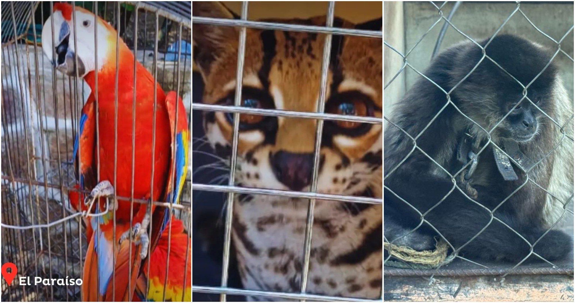 Instituto Nacional de Conservación Forestal rescató 24 animales en Valparaíso