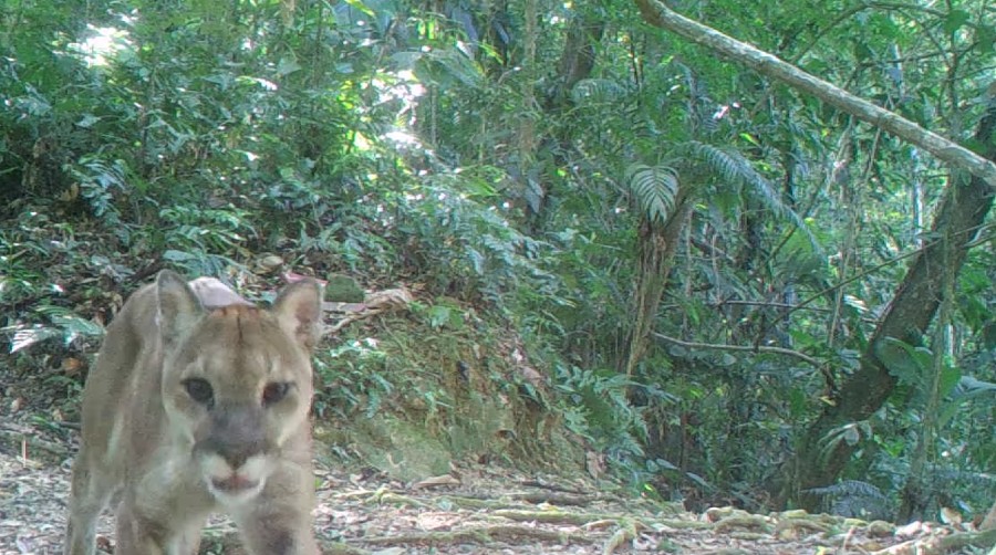 Captan a un puma en montaña de Pico Bonito en La Ceiba