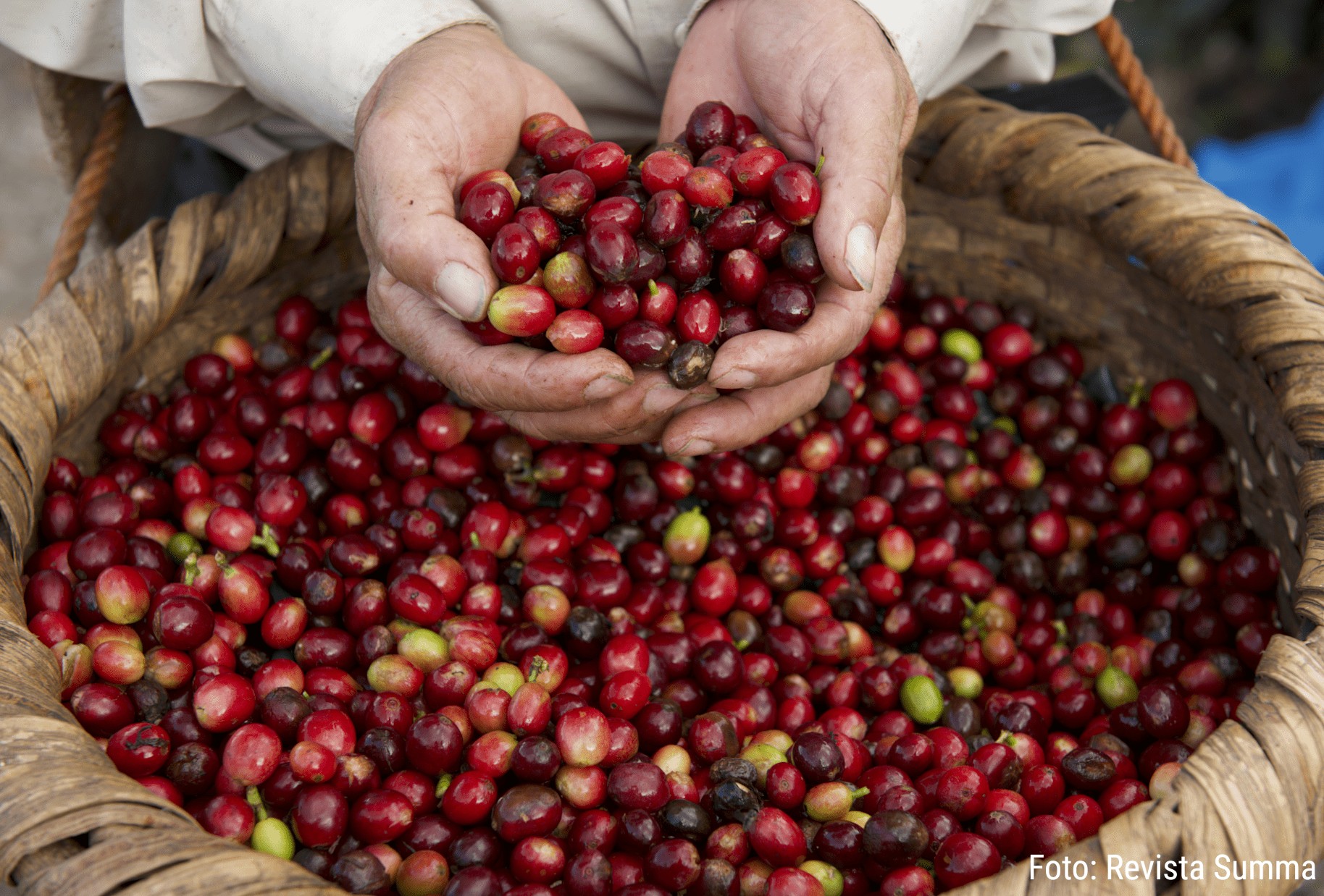 Honduras entre los principales productores de café a nivel mundial