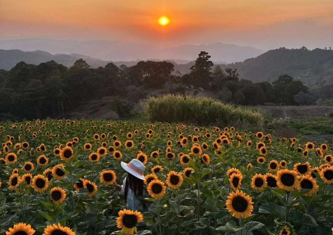 Finca La Sabana, un destino para disfrutar de girasoles y paisajes