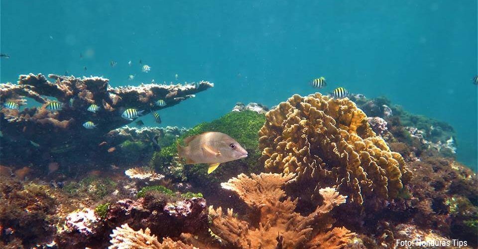 Crearán un banco genético de coral en Tela para recuperar los arrecifes