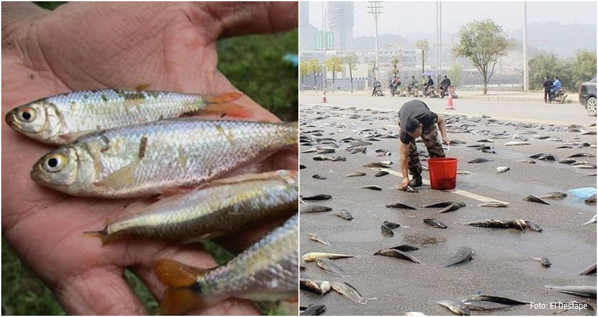 CNN destaca a hondureños que comercializan con la lluvia de peces en Yoro