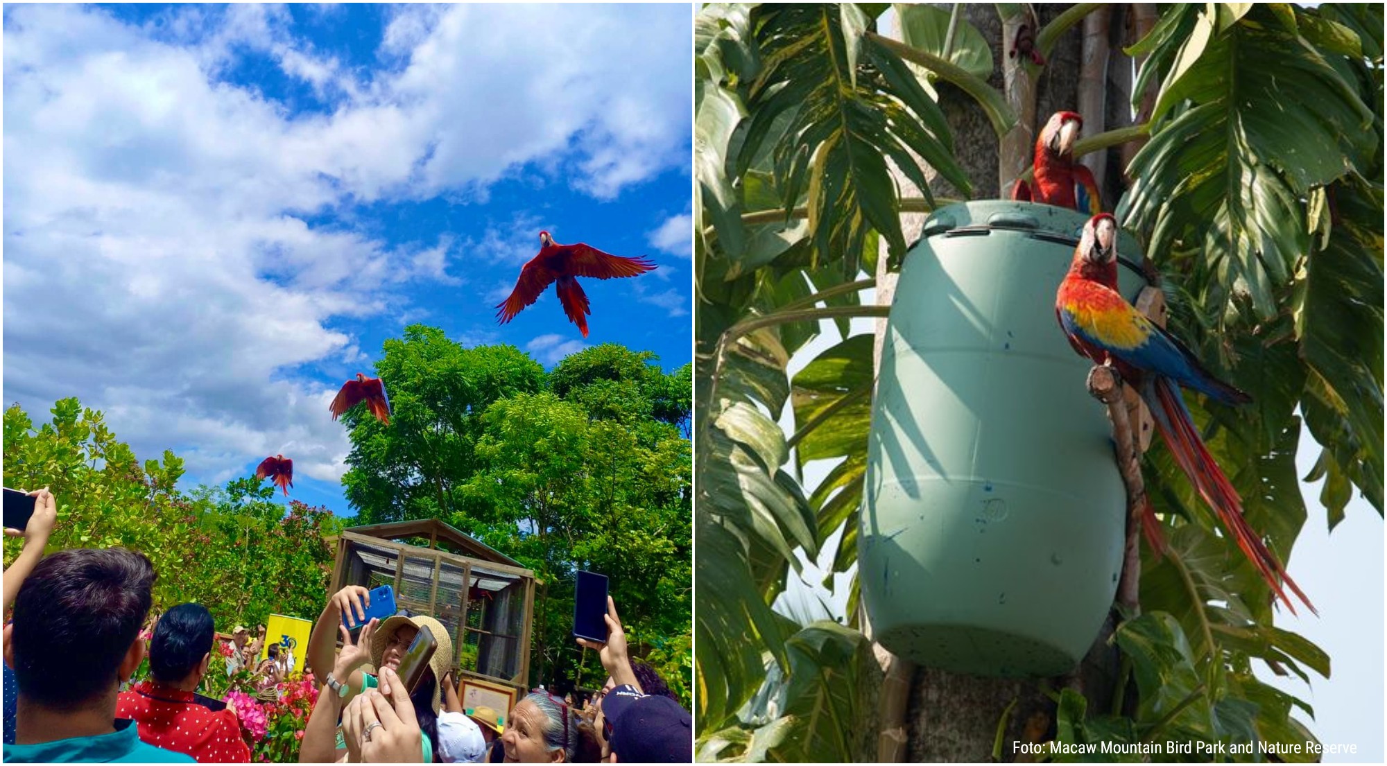 Copán Ruinas celebrará la onceaba liberación de guacamayas rojas