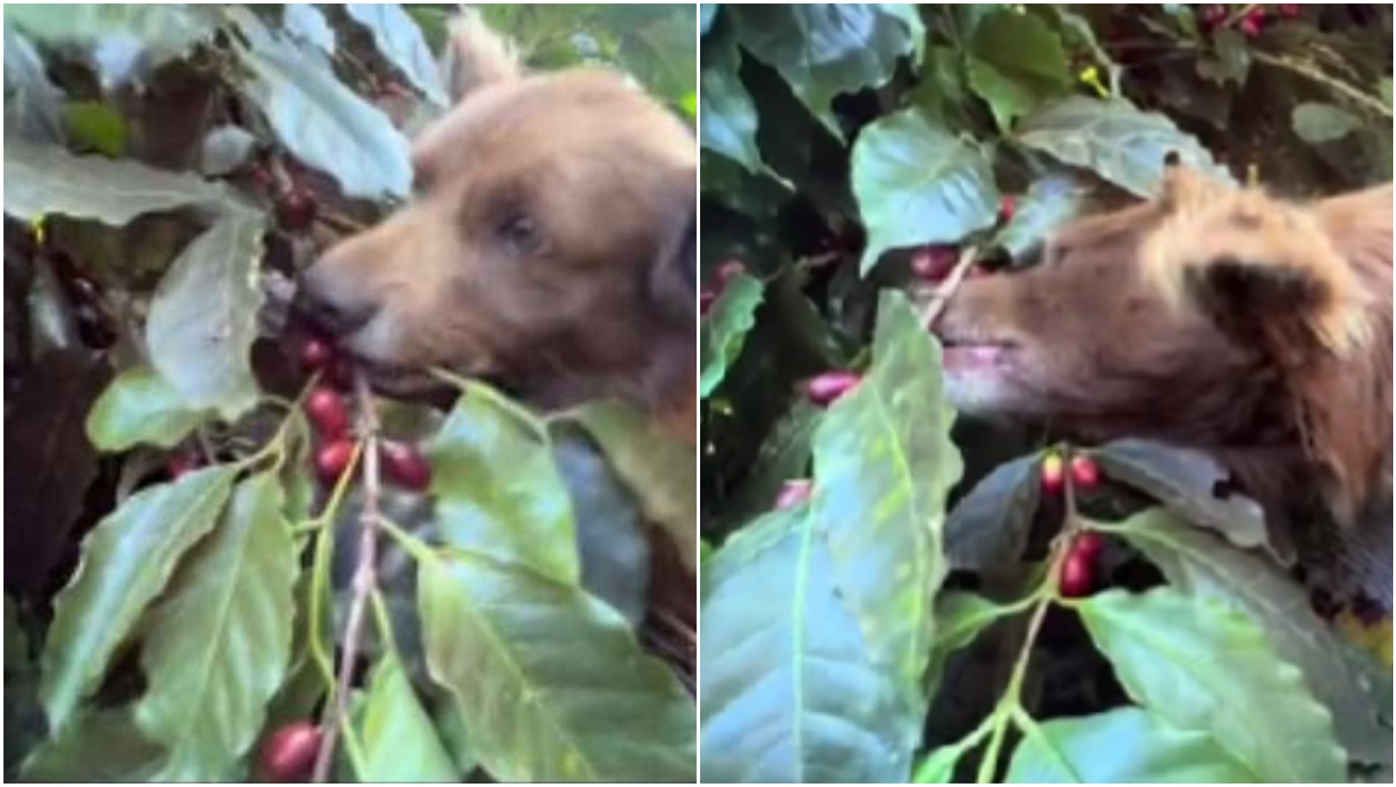 Conoce a Pukyto, el perrito que corta café en Honduras