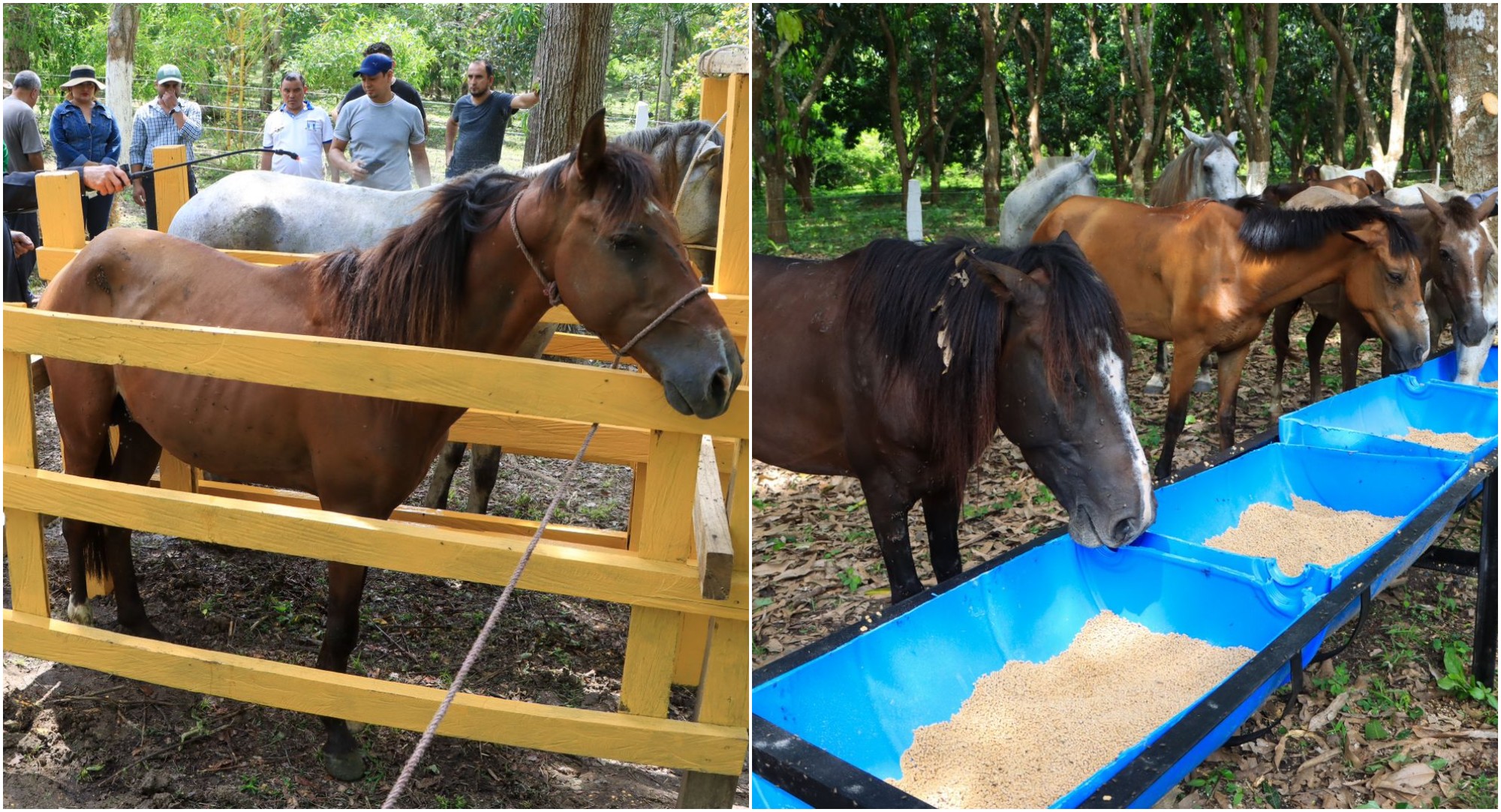 Inauguran primer Centro de Rescate Animal en San Pedro Sula