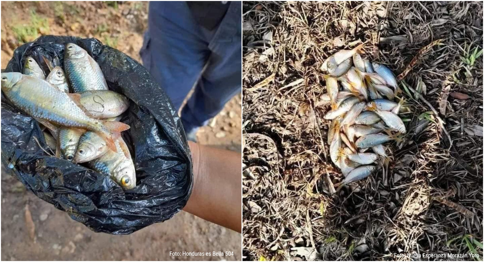 Fenómeno de lluvia de peces vuelve a suceder en Yoro este año