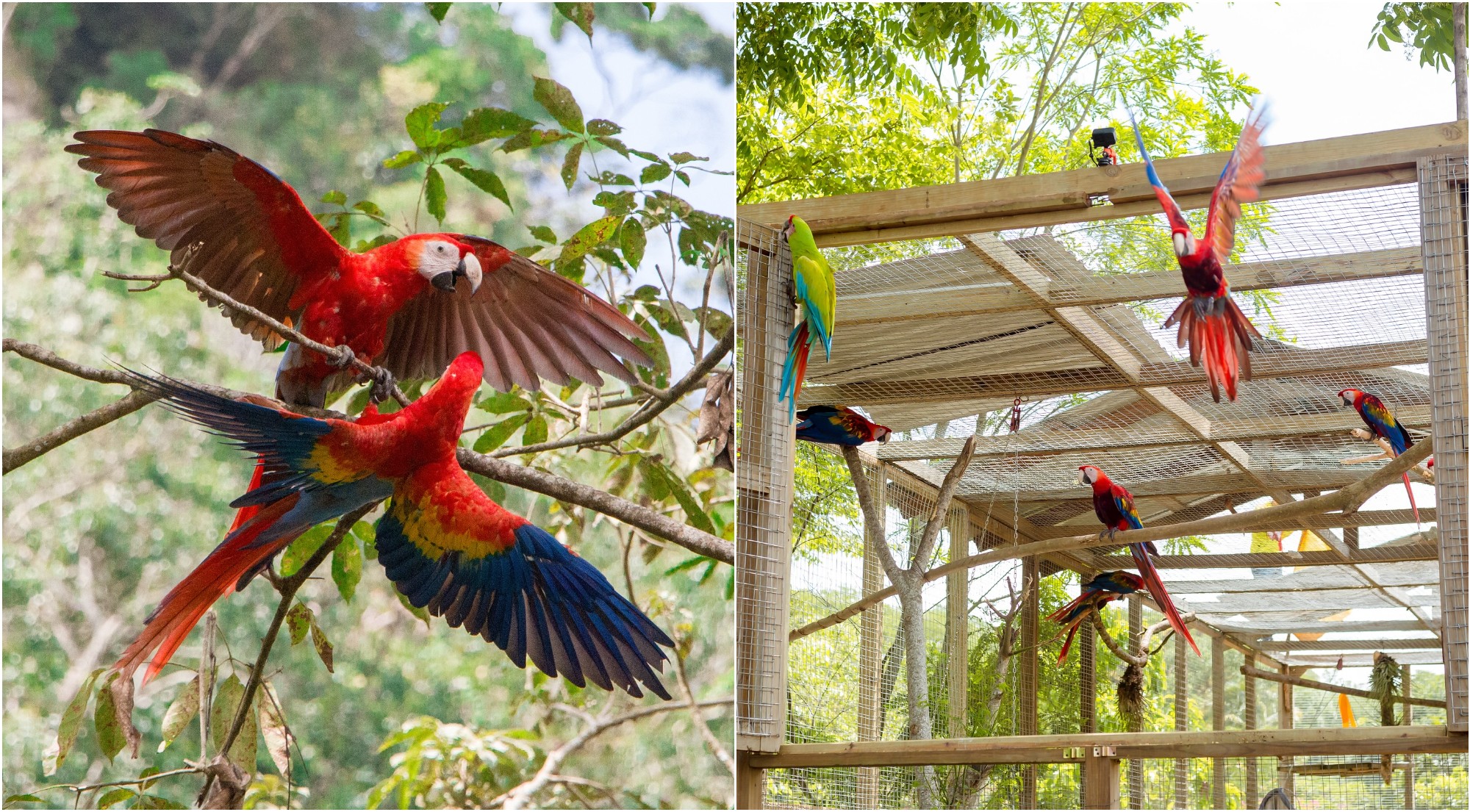 Un total de 10 guacamayas ya vuelan libremente en Copán Ruinas