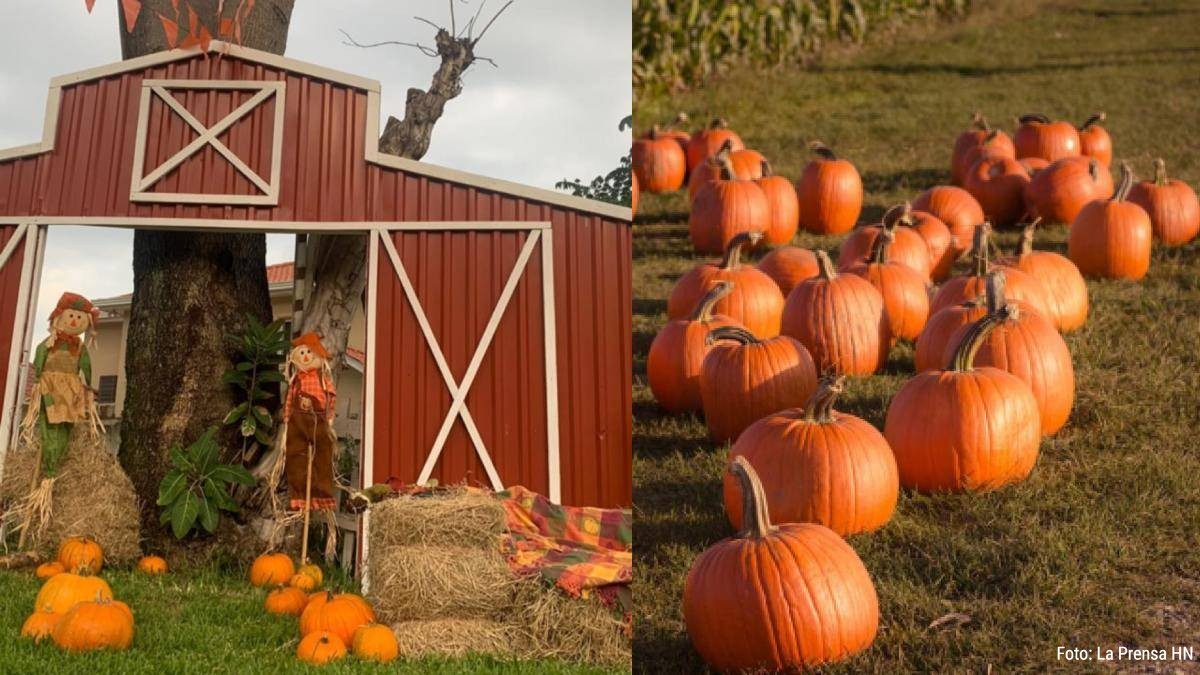 Disfruta del VII Festival de Otoño en San Pedro Sula