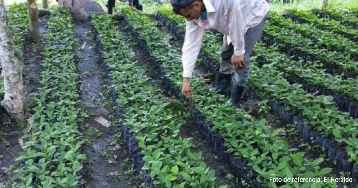 Alcaldía del Distrito Central ha plantado más de 460 mil árboles