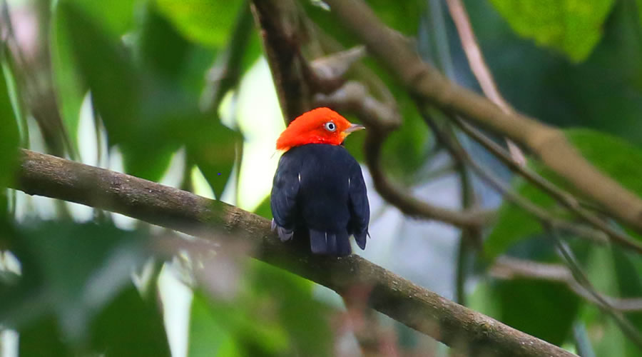 Participa en el día de avistamiento de aves en Honduras «Centroamérica Big Day»
