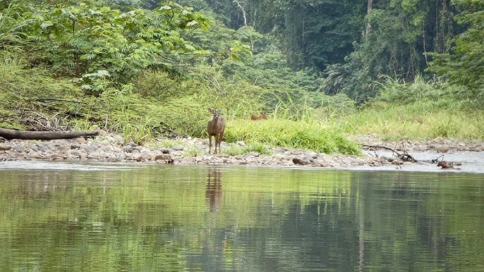 Chachaguala el río que atraviesa el Parque Nacional Cuyamel-Omoa