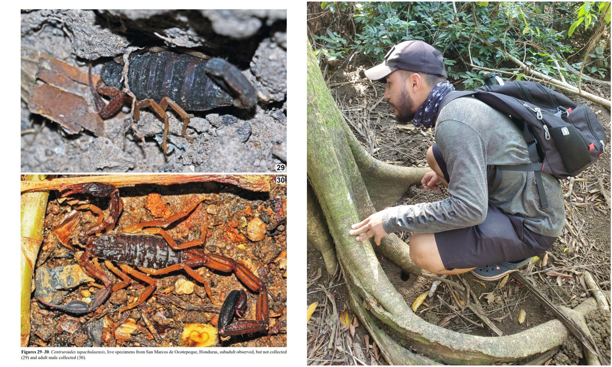 Hondureño Alex M. Cubas publica una nueva especie de escorpión descubierta en Honduras