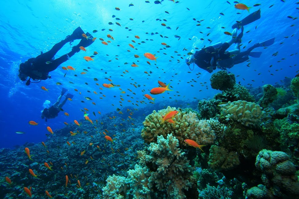Científicos de París investigarán lo profundo de Roatán