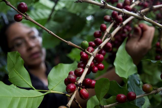 El café hondureño alcanzará su mayor ingreso en divisas en la historia este 2025