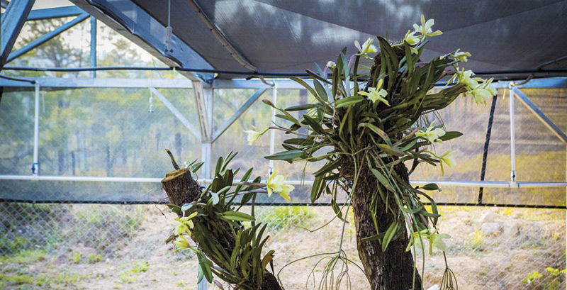 Reproducen y salvan la orquídea mediante reproducción in vitro en Honduras