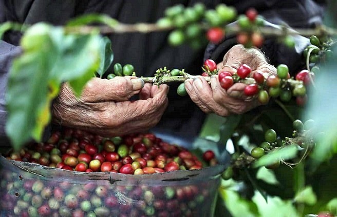 Exportaciones de café hondureño aumentan 87% y superan los $1.6 millones