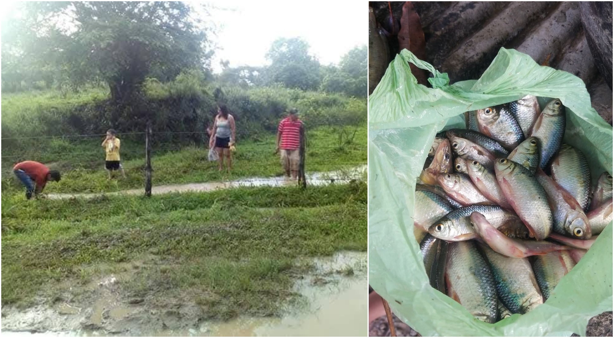 Lluvia de peces inaugura el mes de junio en Centro Poblado, Yoro